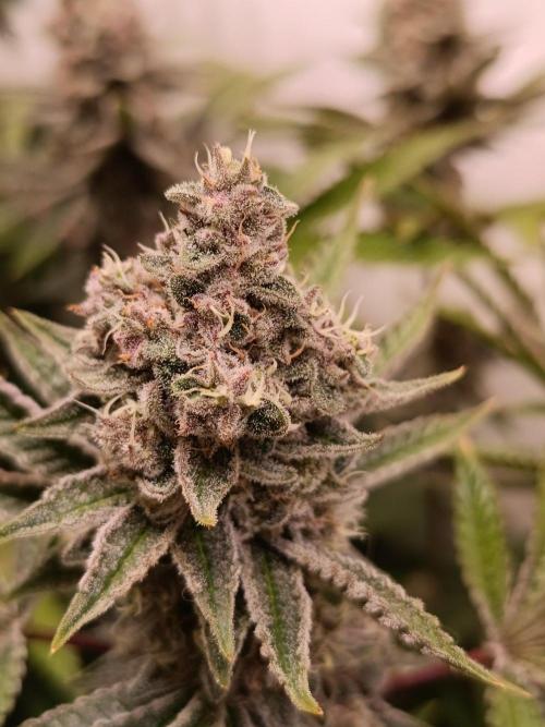 Juicy Flavours Grow #001. Week 13 - Funk in da Trunk
