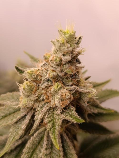 Juicy Flavours Grow #001. Week 13 - Candy Coated