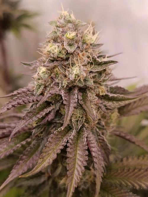Juicy Flavours Grow #001. Week 13 - Pink Milk