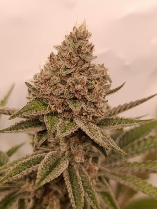 Juicy Flavours Grow #001. Week 13 - Funk in da Trunk