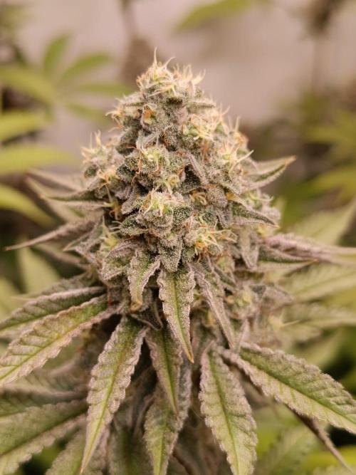 Juicy Flavours Grow #001. Week 13 - Pink Milk