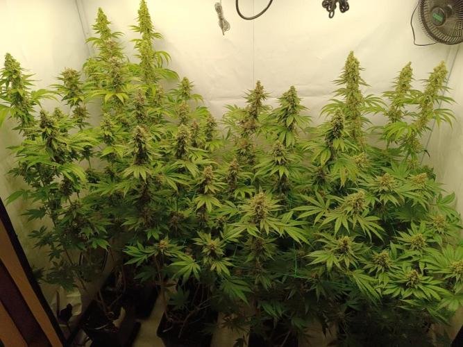Juicy Flavours Grow #001. Week 13
