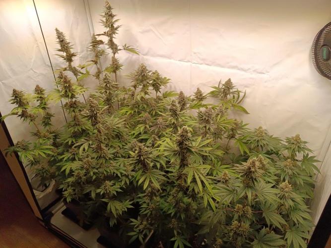 Juicy Flavours Grow #001. Week 13