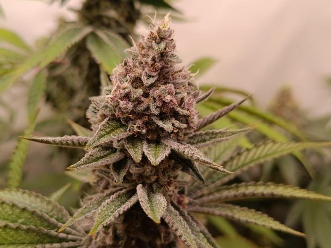 Juicy Flavours Grow #001. Week 13 - Funk in da Trunk