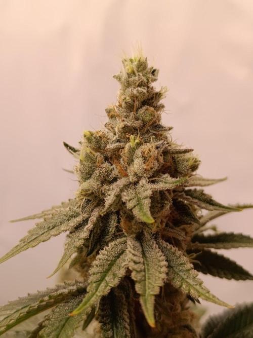 Juicy Flavours Grow #001. Week 13 - Candy Coated
