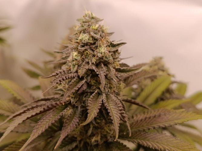 Juicy Flavours Grow #001. Week 13 - Pink Milk