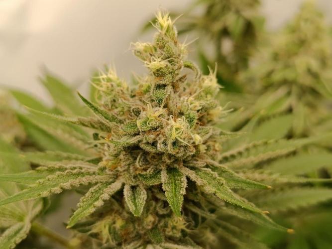 Juicy Flavours Grow #001. Week 13 - Lemon Cherry Lobster