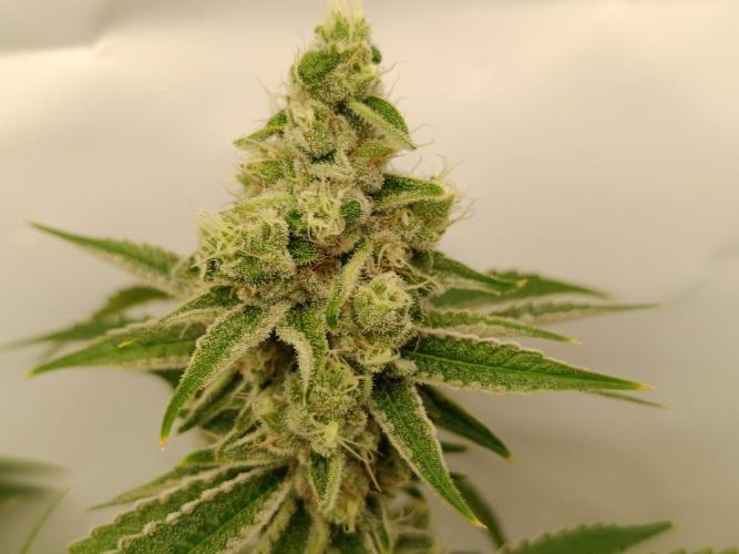Juicy Flavours Grow #001. Week 13 - Sugarcane
