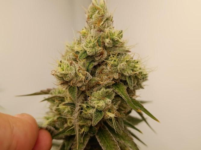 Juicy Flavours Grow #001. Week 13 - Sugarcane