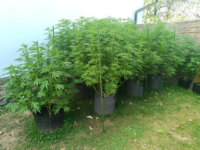 Outdoor Grow for WPFF 2026. Week 15