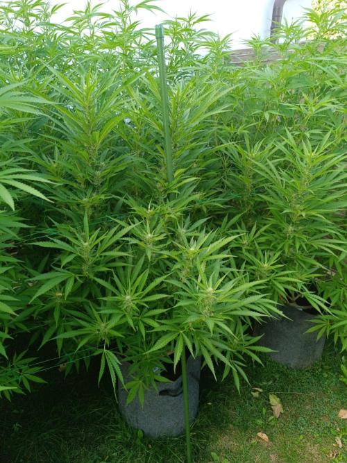 Outdoor Grow for WPFF 2026. Week 15 - Pink Guava
