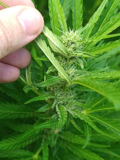 Outdoor Grow for WPFF 2026. Week 15 - Pink Guava