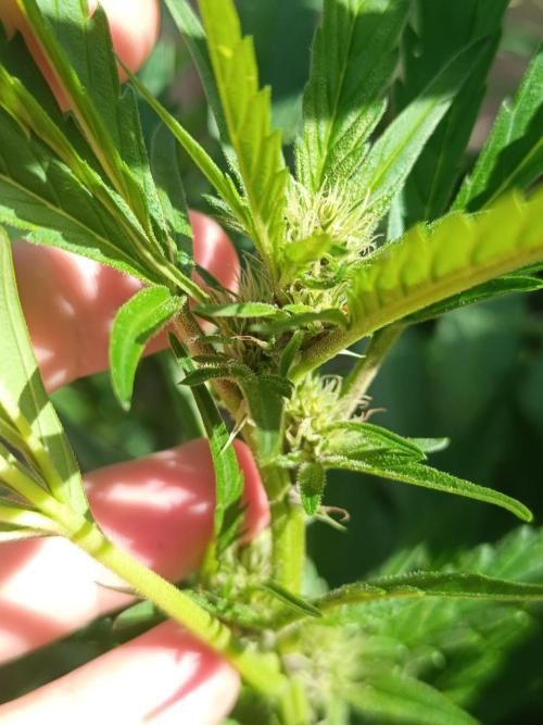 Outdoor Grow for WPFF 2026. Week 15 - Tropicana Cookies