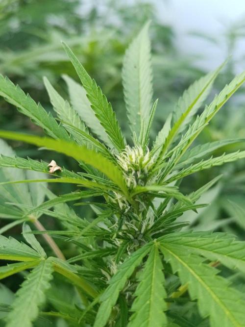 Outdoor Grow for WPFF 2026. Week 15 - Orange Sherbet 