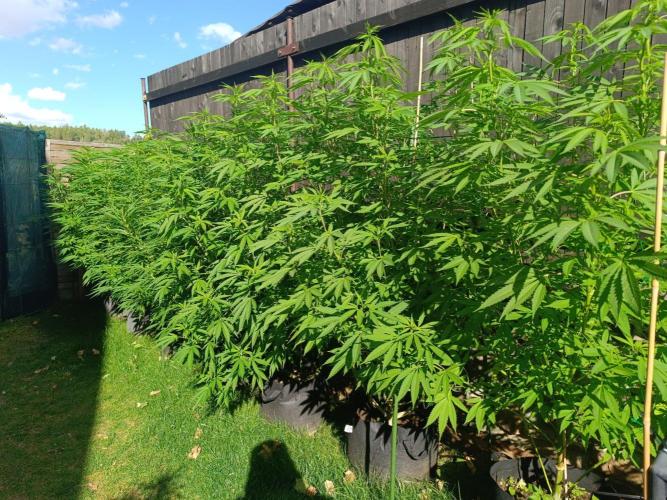 Outdoor Grow for WPFF 2026. Week 15