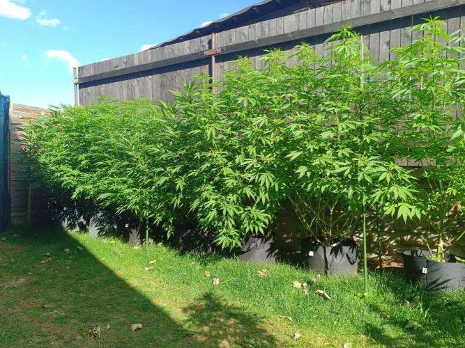Outdoor Grow for WPFF 2026. Week 15