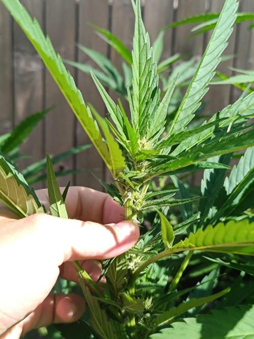 Outdoor Grow for WPFF 2026. Week 15 - Tropicana Cookies
