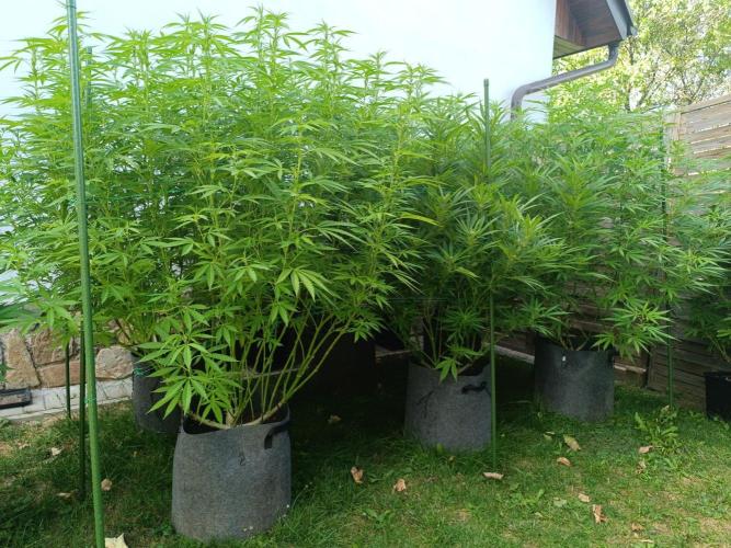 Outdoor Grow for WPFF 2026. Week 15