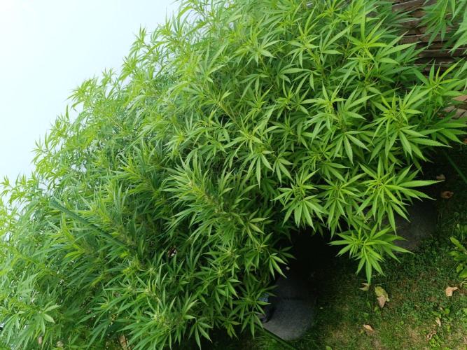 Outdoor Grow for WPFF 2026. Week 15