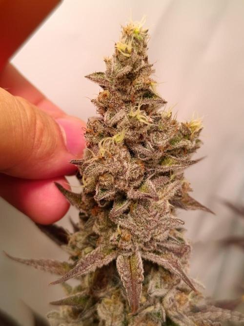 Juicy Flavours Grow #001. Week 14 - Pink Milk