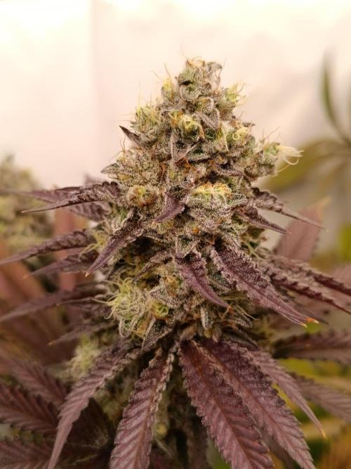 Juicy Flavours Grow #001. Week 14 - Pink Milk