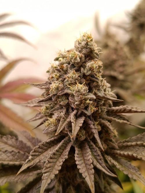 Juicy Flavours Grow #001. Week 14 - Pink Milk