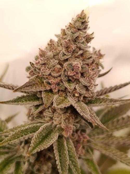 Juicy Flavours Grow #001. Week 14 - Funk in da Trunk