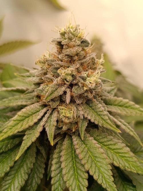Juicy Flavours Grow #001. Week 14 - Candy Coated