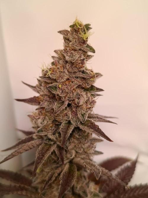 Juicy Flavours Grow #001. Week 14 - Pink Milk