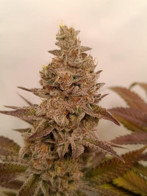 Juicy Flavours Grow #001. Week 14 - Pink Milk