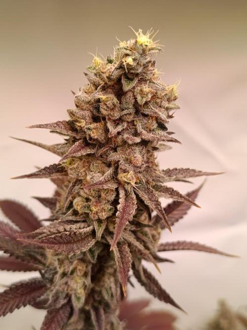 Juicy Flavours Grow #001. Week 14 - Pink Milk