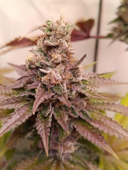 Juicy Flavours Grow #001. Week 14 - Pink Milk