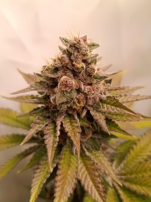 Juicy Flavours Grow #001. Week 14 - Pink Milk
