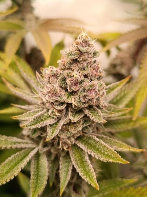 Juicy Flavours Grow #001. Week 14 - Funk in da Trunk
