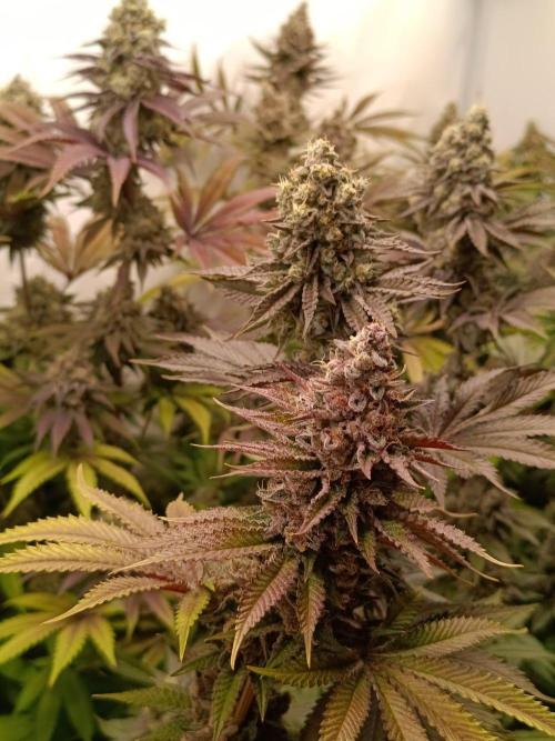 Juicy Flavours Grow #001. Week 14