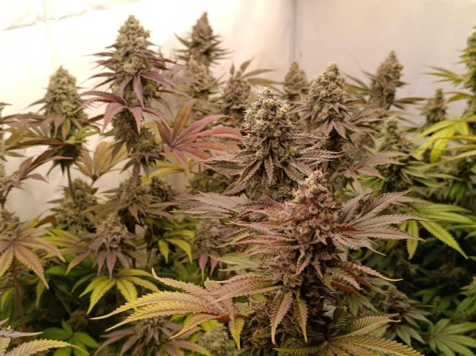 Juicy Flavours Grow #001. Week 14