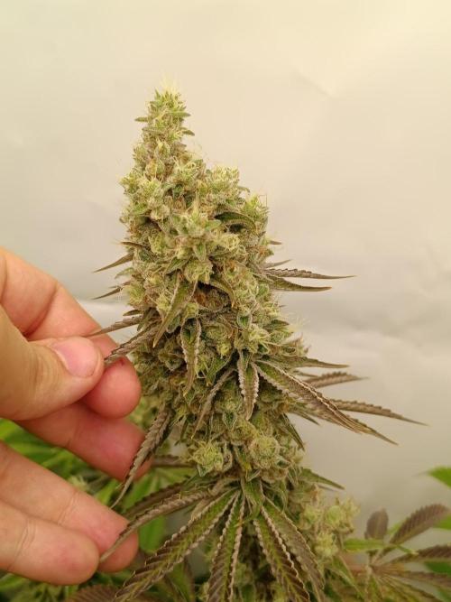 Juicy Flavours Grow #001. Week 14 - Sugarcane