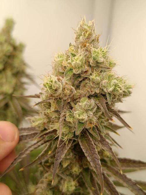 Juicy Flavours Grow #001. Week 14 - Sugarcane