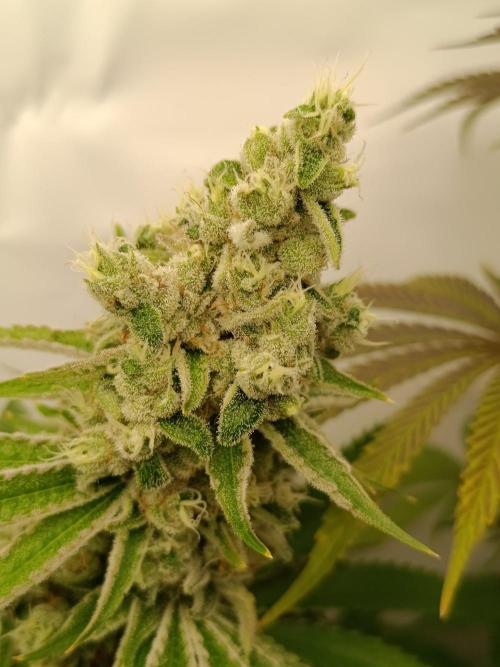 Juicy Flavours Grow #001. Week 14 - Sugarcane