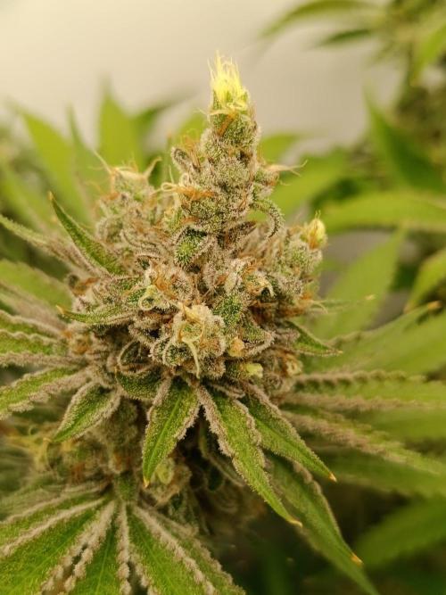 Juicy Flavours Grow #001. Week 14 - Lemon cherry gelato x Lobster