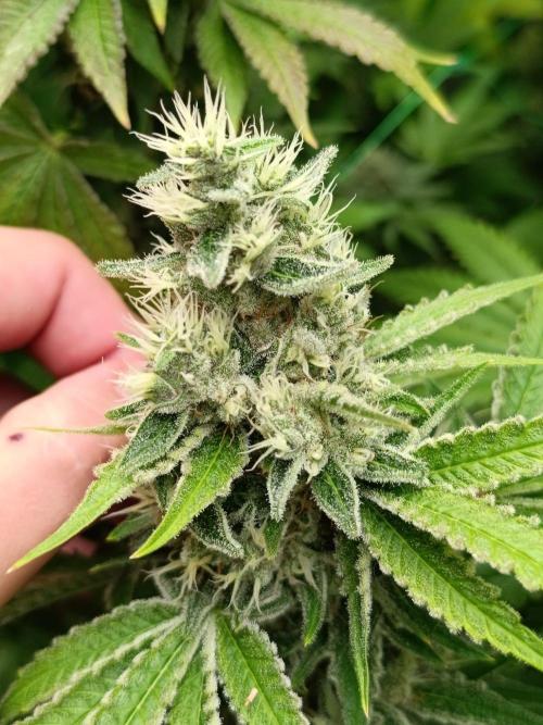 Juicy Flavours Grow #001. Week 14 - Platinum kush Breath