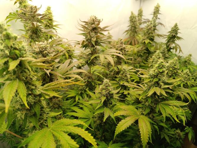 Juicy Flavours Grow #001. Week 14