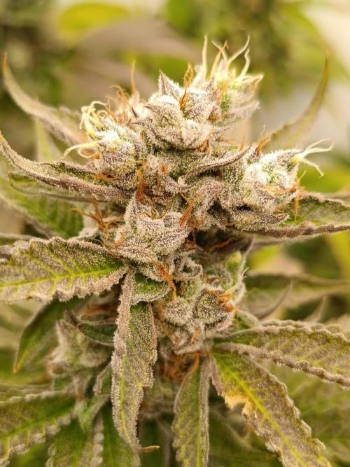 Juicy Flavours Grow #001. Week 14 - Lemon cherry gelato x Lobster
