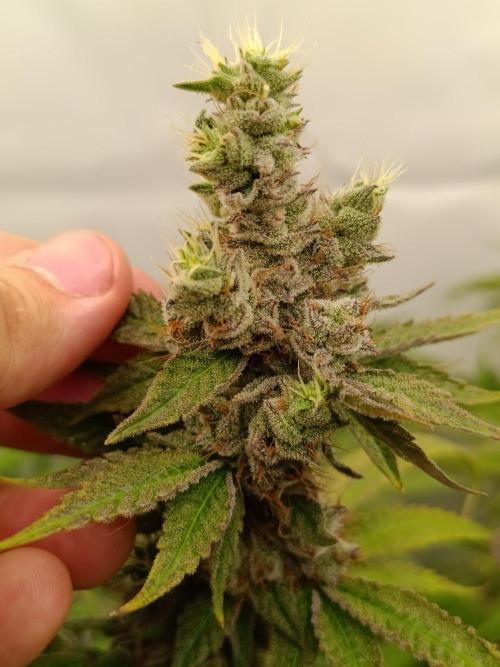 Juicy Flavours Grow #001. Week 14 - Lemon cherry gelato x Lobster
