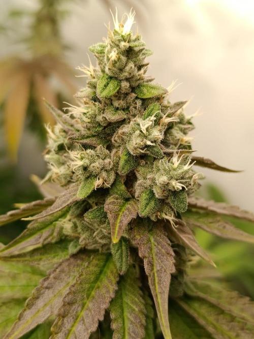 Juicy Flavours Grow #001. Week 14 - GMO Fast