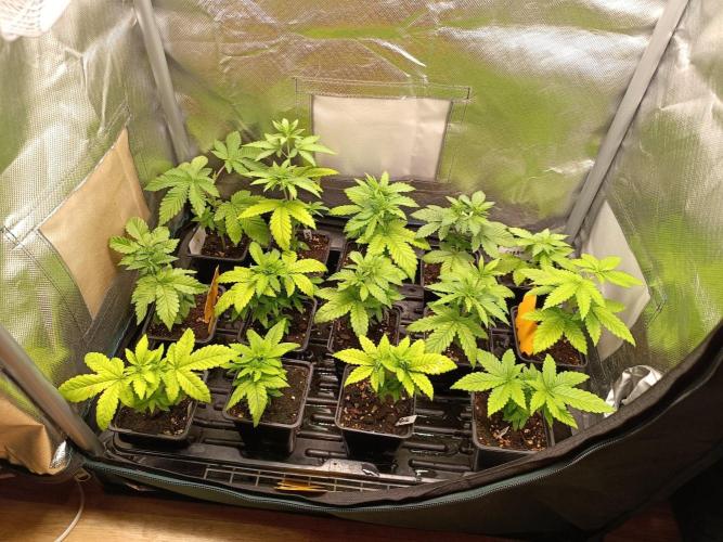 Juicy Flavours Grow #002. Week 3