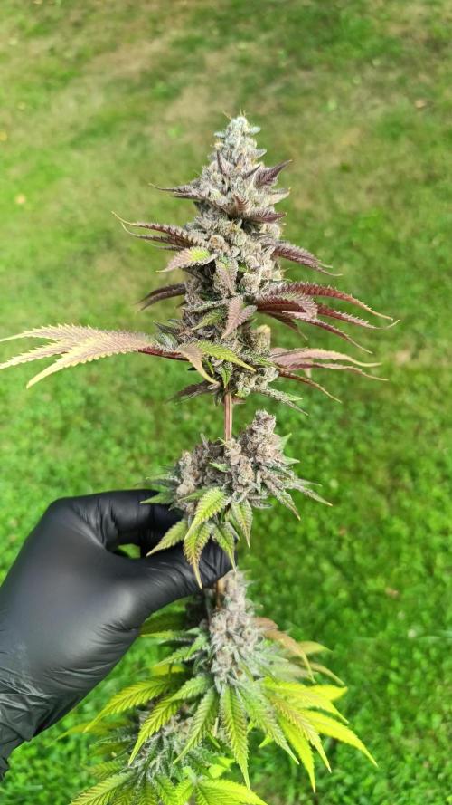 Juicy Flavours Grow #001