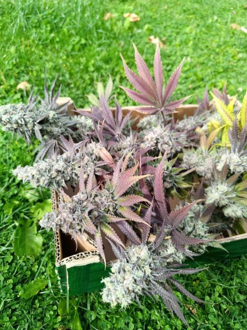 Juicy Flavours Grow #001. Week 15