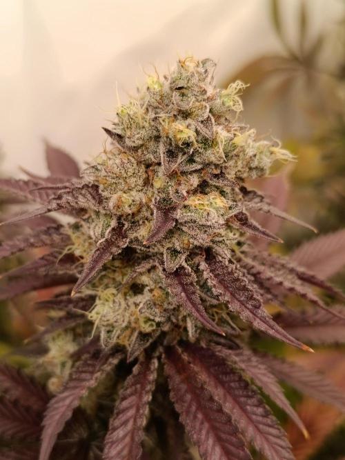 Juicy Flavours Grow #001. Week 15