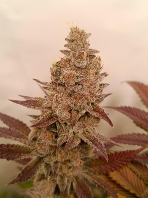 Juicy Flavours Grow #001. Week 15